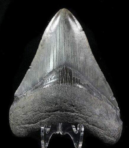 Fossil Megalodon Tooth - Serrated Blade #76550